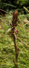 Satyrium longicauda