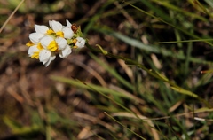 Schizochilus flexuosus