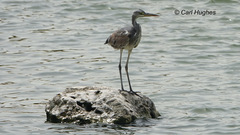 Ardea cinerea