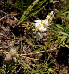 Schizochilus flexuosus