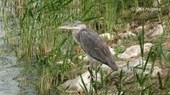 Ardea cinerea