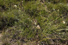 Schizochilus flexuosus