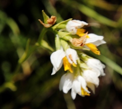 Schizochilus flexuosus