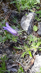 Campanula dasyantha