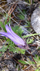 Campanula dasyantha