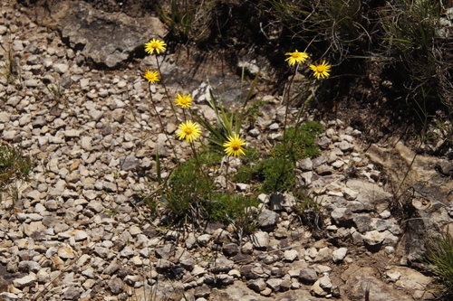 Mountain Paraseed (Ursinia montana)