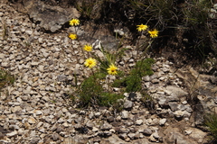 Ursinia montana