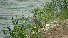 Ardea cinerea