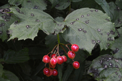 Viburnum opulus
