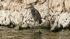 Ardea cinerea