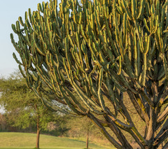 Euphorbia ingens