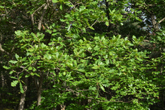 Quercus