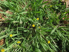 Krigia cespitosa gracilis