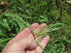 Krigia cespitosa gracilis