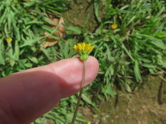 Krigia cespitosa gracilis