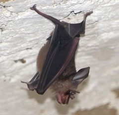 Rhinolophus rouxii