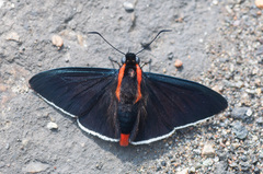 Pyrrhopyge papius