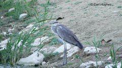 Ardea cinerea