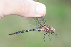 Rhionaeschna marchali