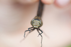 Rhionaeschna marchali