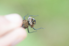 Rhionaeschna marchali