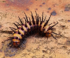Acraea horta