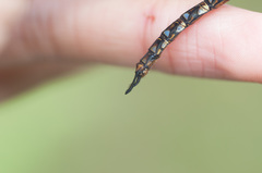 Rhionaeschna marchali