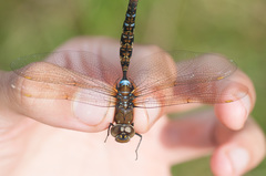 Rhionaeschna marchali