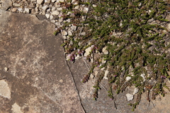 Erica tysonii