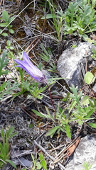 Campanula dasyantha