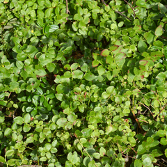 Vaccinium myrtillus