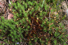 Polytrichum formosum