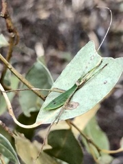 Anthophiloptera dryas