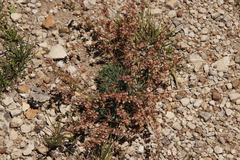 Psammotropha mucronata