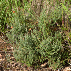 Erica tetralix