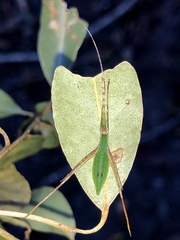 Anthophiloptera dryas