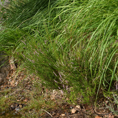 Calluna vulgaris