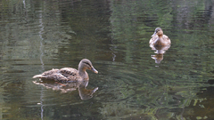 Anas platyrhynchos