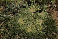 Euphorbia flanaganii