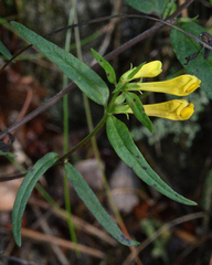 Melampyrum pratense