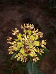 Asclepias macropus