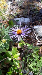 Aster flaccidus