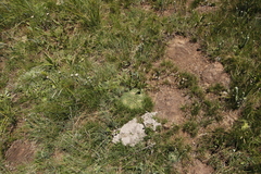 Euphorbia flanaganii