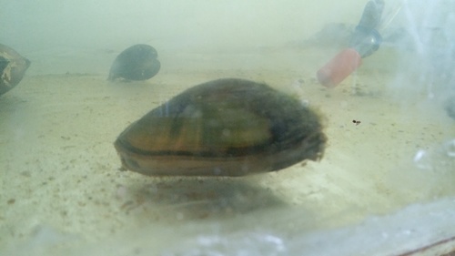 Anodontites trapesialis (Anodontites trapesialis)