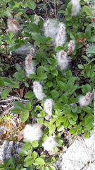 Salix myrtilloides