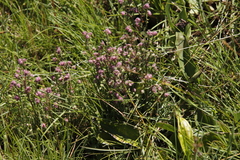 Erica cooperi