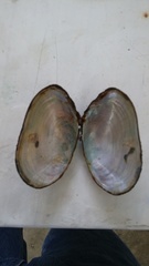 Anodontites trapesialis