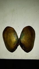 Anodontites trapesialis