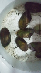 Anodontites trapesialis