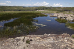 Lindernia conferta